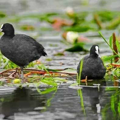 Balade naturaliste : 