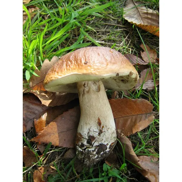 champignon