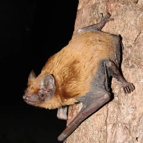 chauve-souris, les ailes de la nuit