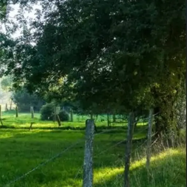 Courtil