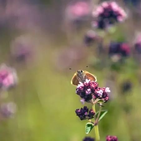 Balade naturaliste : la danse des papillons_1