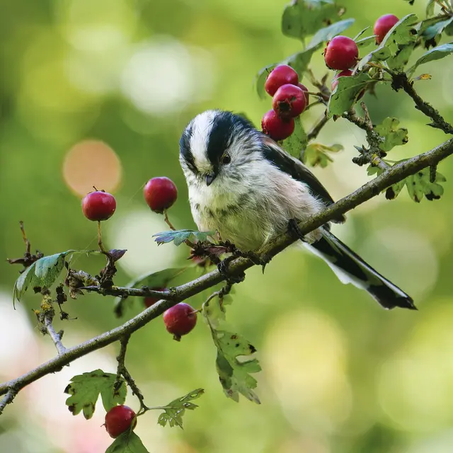 Vert par Nature : initiation à la photographie naturaliste_1