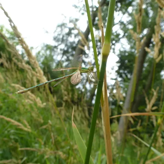 Balade naturaliste : découverte entomo dessinée_1