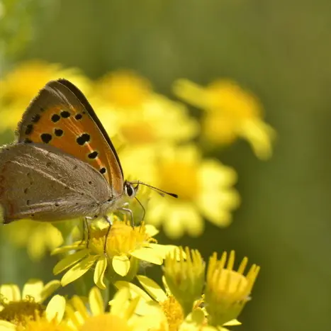 Balade naturaliste :