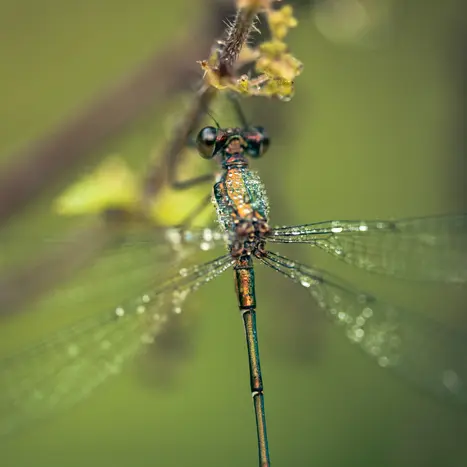 Balade naturaliste : la danse des libellules_1