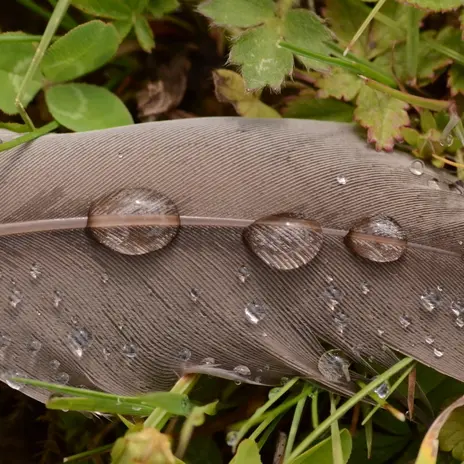 Balade naturaliste : 