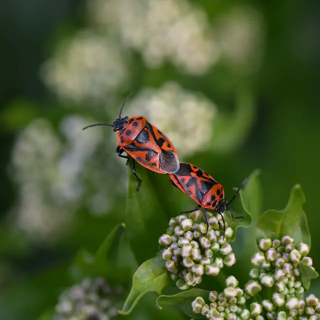 event-nature-en-yser-467-e1e436 (RDV nature - Département du Nord)
