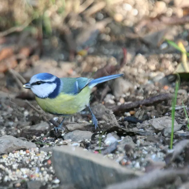 event-les-oiseaux-des-beaux-parleurs-356-8b026b (RDV Nature - Département du Nord)