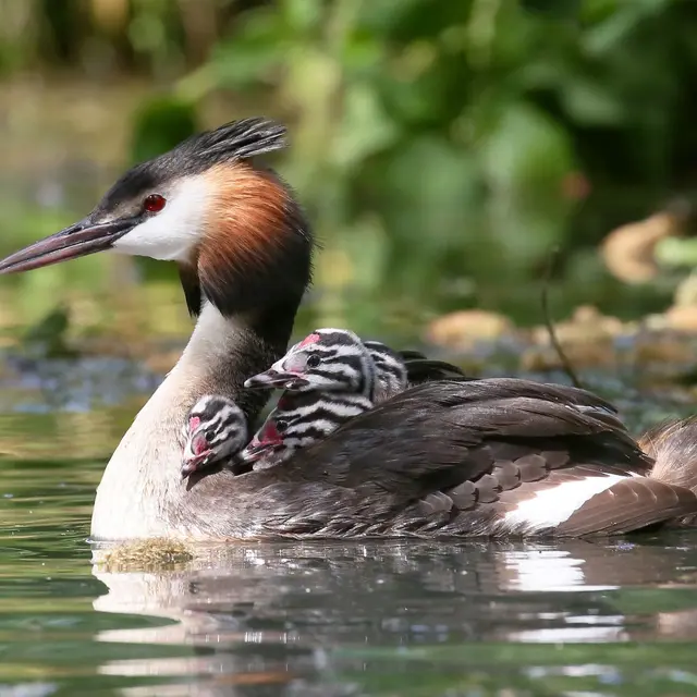 event-partager-l-effort-parents-modeles-et-jeunes-apprentis-374-1ee9e1