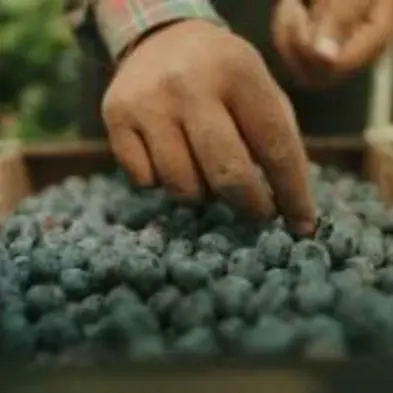 Ciné-débat sur le film documentaire « The Pickers : fruits amers »_1