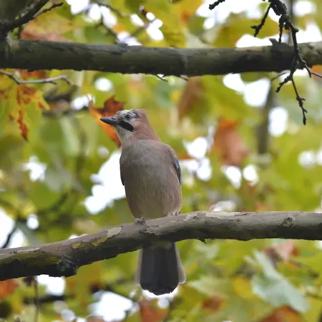 Balade naturaliste : un univers musical_1
