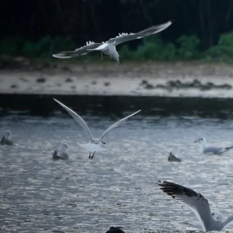 Balade naturaliste : la nature nous offre son plus beau spectacle_1