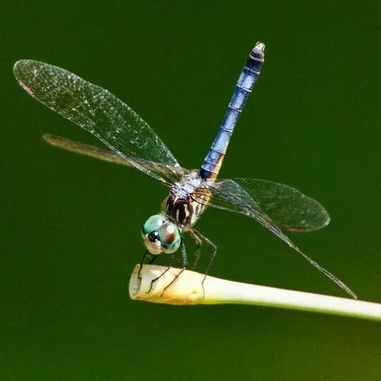 Balade naturaliste : 