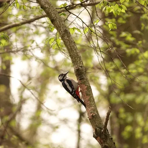 Balade naturaliste : 