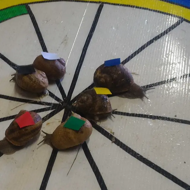 escargot sur cible - Copie