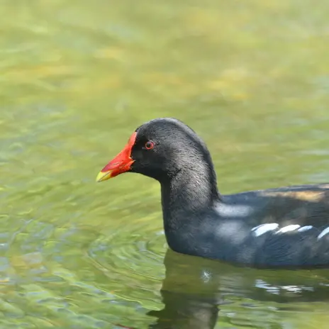 Balade naturaliste : 