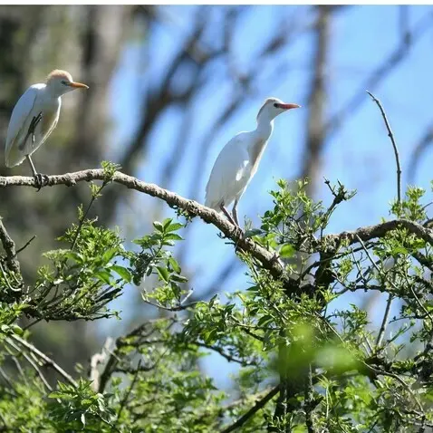 Balade naturaliste : les ailes du crépuscule_1