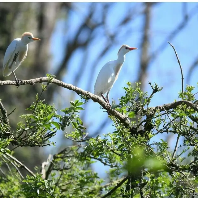COMPLET / Balade naturaliste : les ailes du crépuscule_1