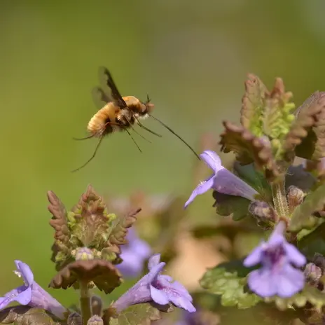Balade naturaliste : Les beaux mots de la nature_1