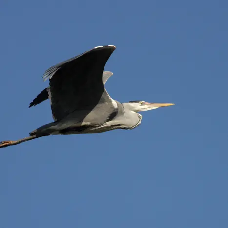 Balade naturaliste : l’Odyssée d’Ho’Merle_1