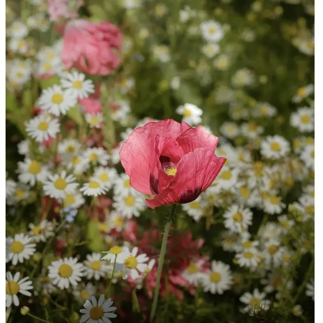 La fête des fleurs_1