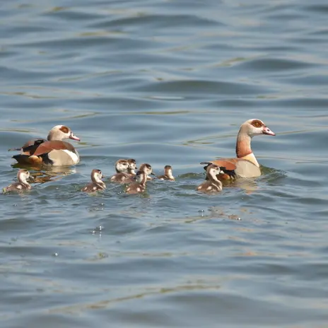 Balade naturaliste : symphonie de plumes_1
