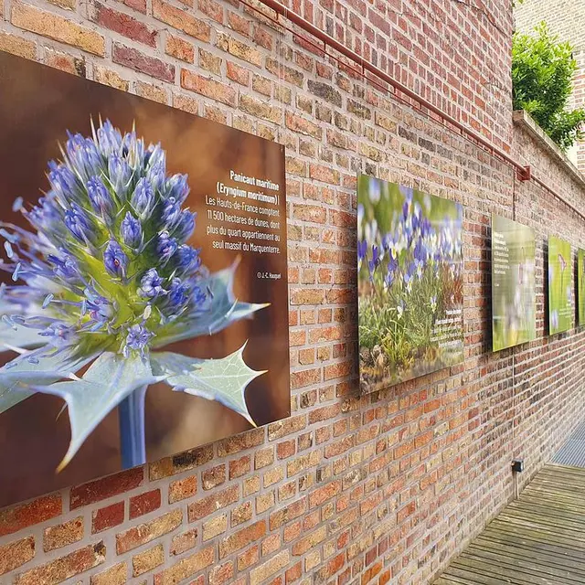 flore-sauvage-exposition-hauts-de-france