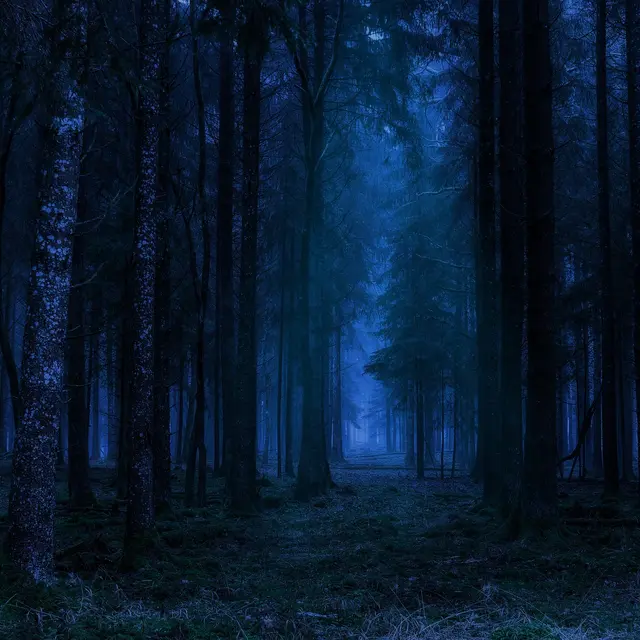 foret la nuit ©Pete Linforth de Pixabay
