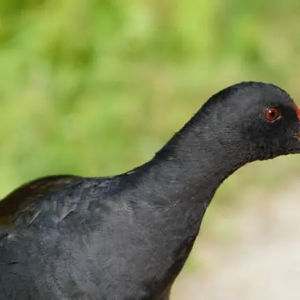 rencontre-oiseaux-eau