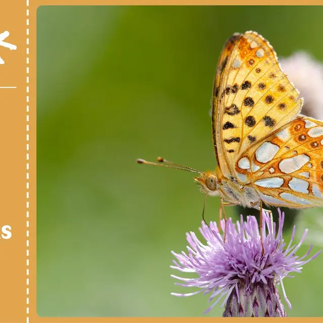 sortie-nature-pollinisateurs-agenda-valenciennes-thivencelle