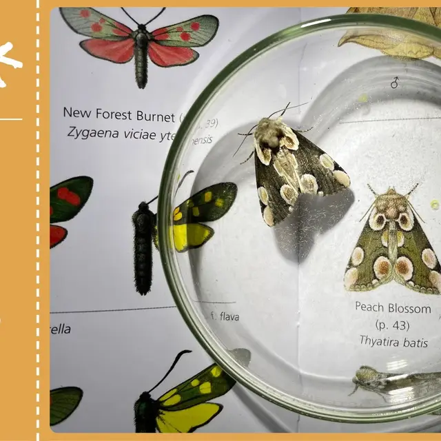 sortie-nature-papillons-nocturne-agenda-valenciennes-quarouble