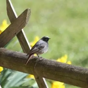 Oiseaux < Rozoy-sur-Serre < Thiérache < Aisne < Hauts de France