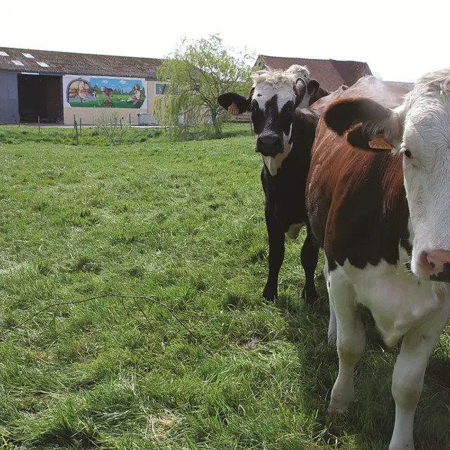 vaches et ferme ronckier