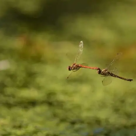 Balade naturaliste : féérie et magie avec les demoiselles et libellules_1