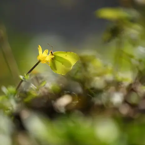 Balade naturaliste : Papillons de lumière_1