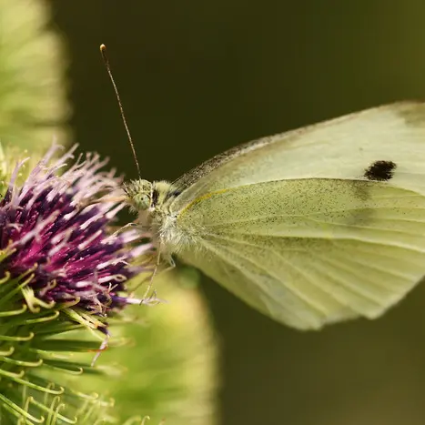 Zoom sur les pollinisateurs_1