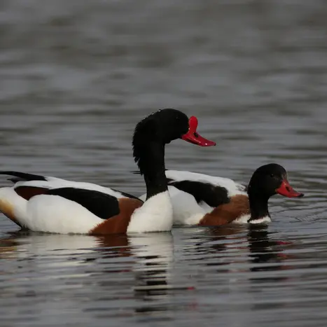 Balade naturaliste : escale d’automne_1