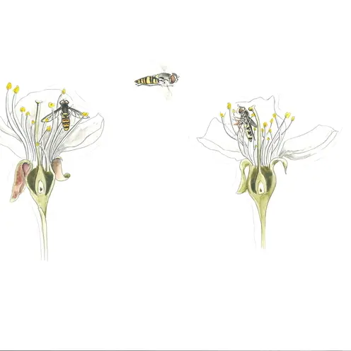 Balade naturaliste : artistes en herbe_1