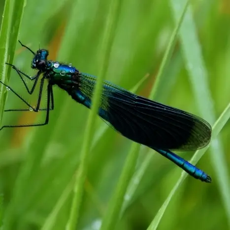 Balade naturaliste : 