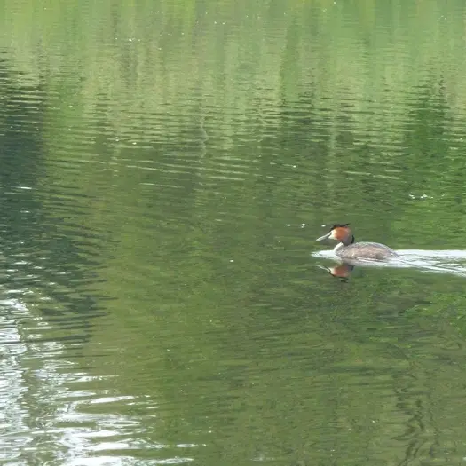 Balade naturaliste : découverte des bassins filtrants_1