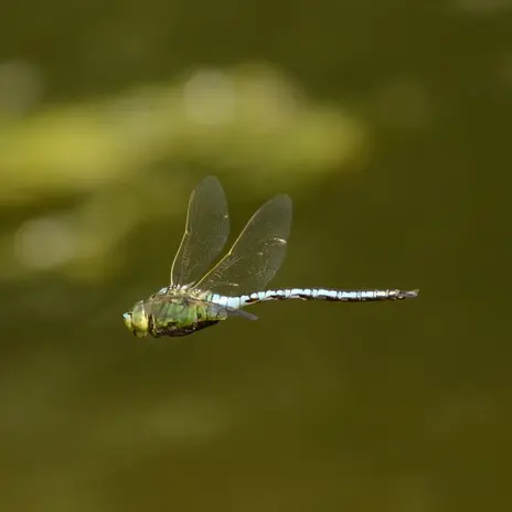 Balade naturaliste : Guernica dans la mare_1