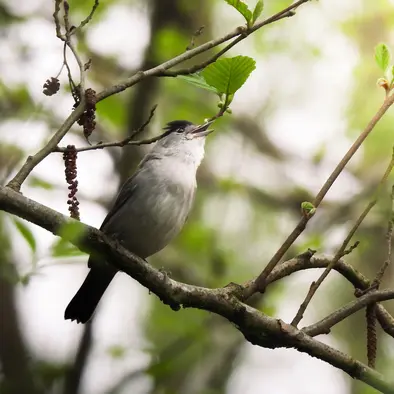 Balade naturaliste : Edit(h)ons le chant des Piafs_1