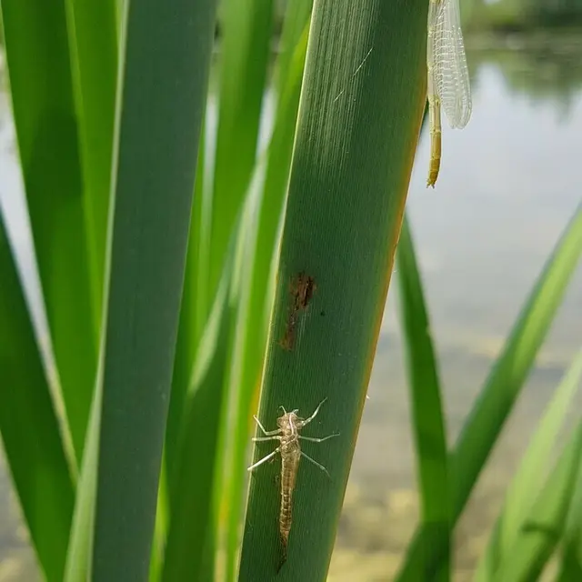 Balade naturaliste : Libellules à la Gîte_1
