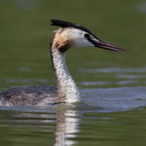 Balade naturaliste : Mue d’automne_1