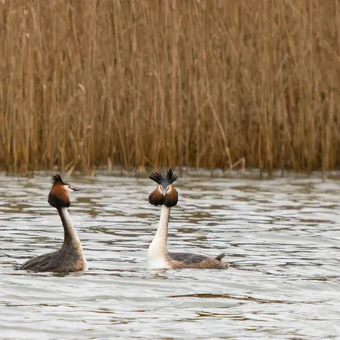 A la rencontre des oiseaux du marais de Fretin_1