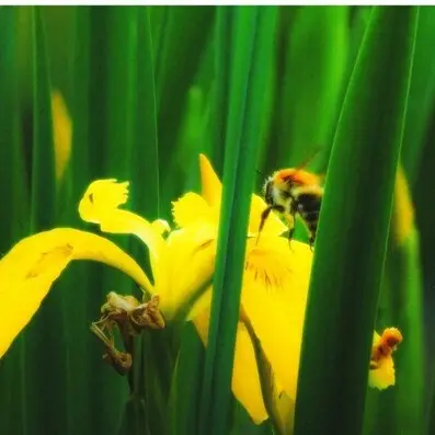Balade naturaliste : l’art de la séduction à la florale_1