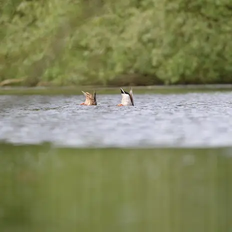 Balade naturaliste : 