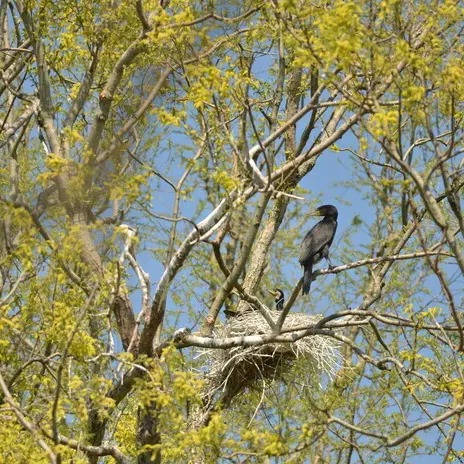 Zoom sur le Grand Cormoran_1