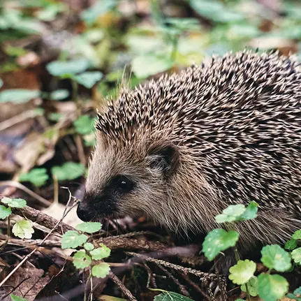 Pique ma curiosité_1