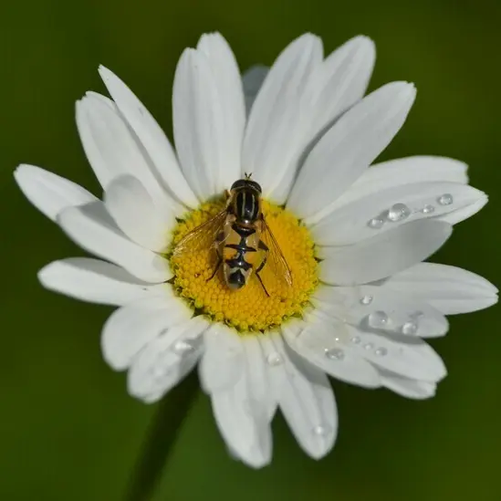 Balade naturaliste : 